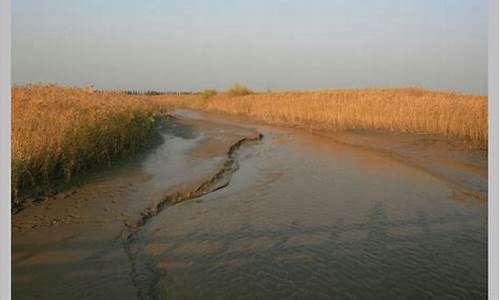 崇明西沙湿地_崇明西沙湿地公园门票免费吗