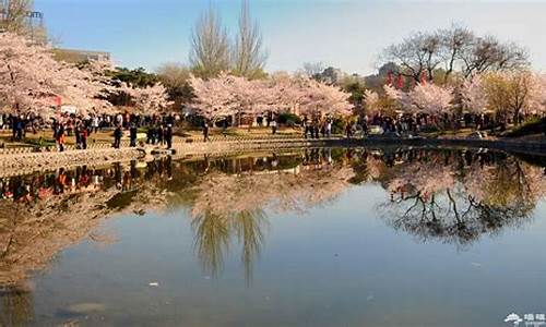 北京玉渊潭公园樱花节_北京玉渊潭公园樱花节开幕