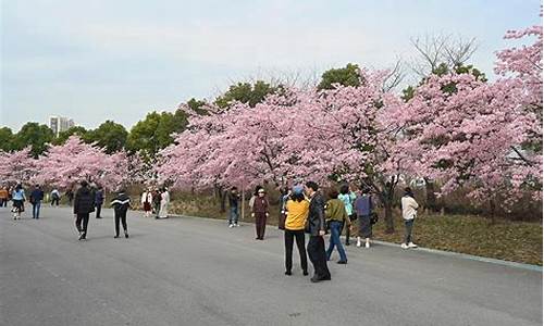 顾村公园樱花节开幕_顾村公园樱花节开幕时间